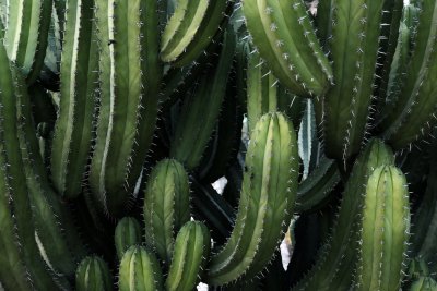 Mescaline in de hedendaagse cultuur: Een diepgaande verkenning van de rol van deze psychedelische stof